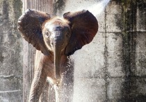 Telegram-канал ЧП Кавказ сообщил, что слоненок с мамой устроили водные процедуры на автомойке во Владикавказе