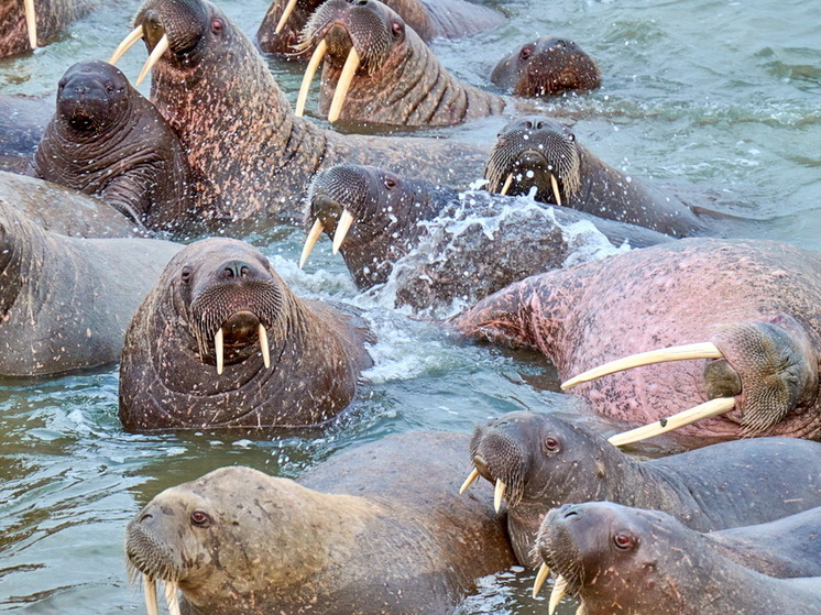 В ямальском заказнике ученые изучат лежбища атлантических моржей