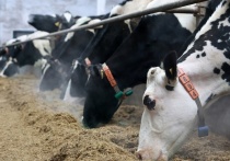 Вологодская область продолжает наращивать объемы производства молока. За первый квартал 2024 года валовый надой составил 157,6 тысячи тонн, что больше показателя аналогичного периода предыдущего сезона на 8,2 тысячи тонн.