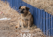 Проект закона, подразумевающий умерщвление бездомных агрессивных собак, приняли в Забайкальском крае