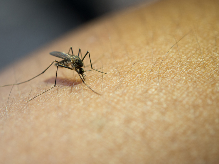 В  Оренбурге прогнозируют большой вылет комаров