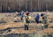 28 апреля для жителей Йошкар-Олы состоится акция по посадке деревьев «Сад памяти».