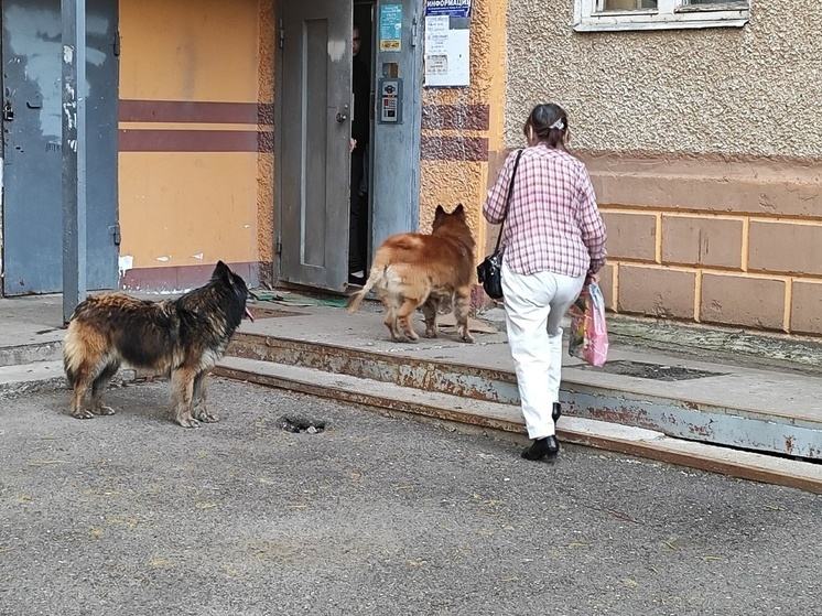 В Оренбурге после того, как большая вода спала, брошенные животные вышли в город