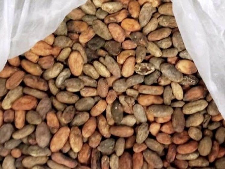 Какао-бобы из Уганды, Бельгии и Эквадора привезли в Екатеринбург