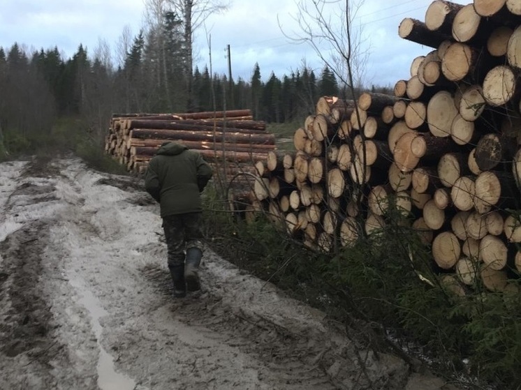 Участники СВО на Вологодчине имеют первоочередное право на получение древесины
