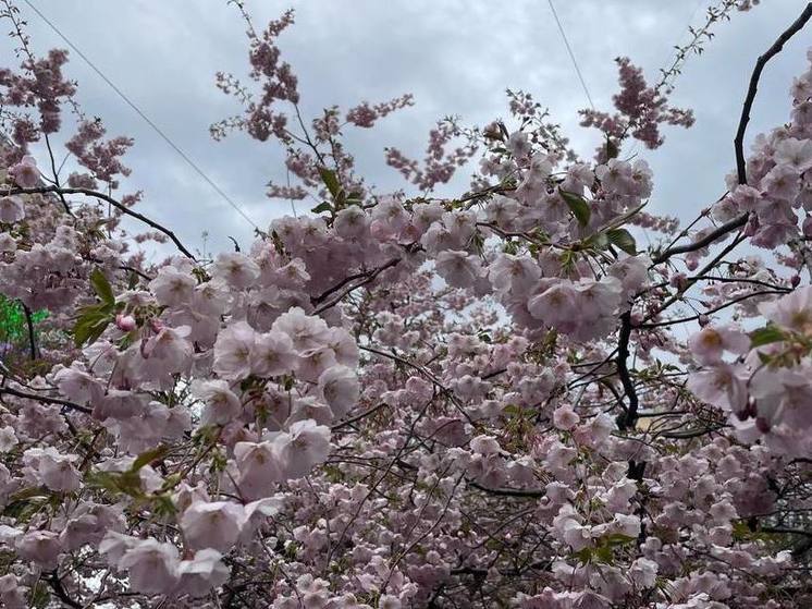 В Ботаническом саду Петербурга назвали сроки цветения сакуры