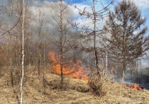 На острове Татышев в Красноярске 27 апреля произошел пожар