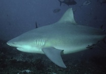 Акула-бык напала на 64-летнего британца на острове Тобаго