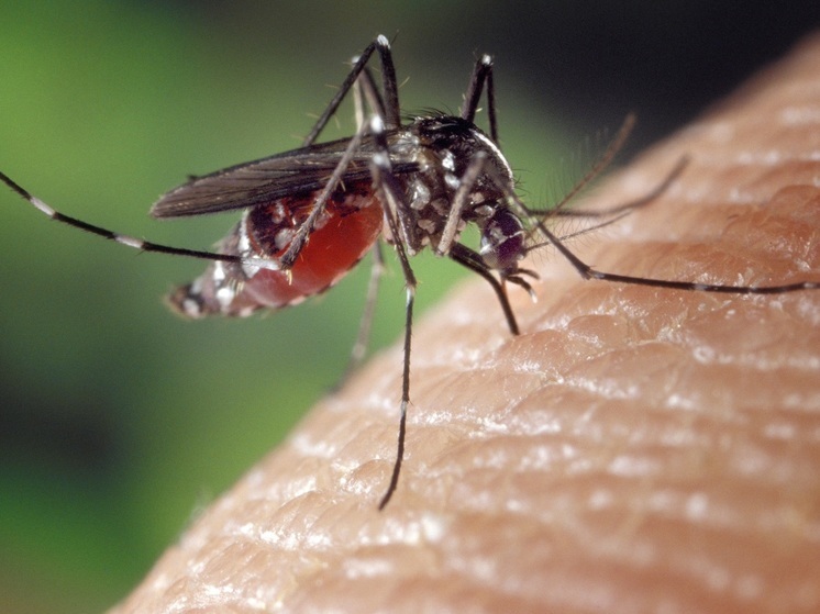 Эксперты из Калининградской области рассказали о малярии — профилактике, симптомах и лечении заболевания