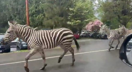 В США полицейские несколько часов ловили сбежавших зебр: видео