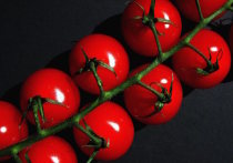 Опытные садоводы из сообщества "Дача с умом" в соцсети Telegram поделились подробной инструкцией о том, как правильно высаживать помидоры в открытый грунт: от подготовки до полива