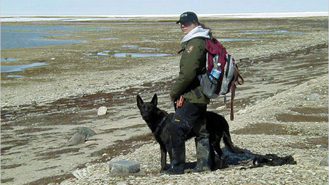 Linda Gormezano and her scat-sniffing dog, Quinoa, scanning the coast of Hudson Bay a decade ago. <div><span> </span></div>