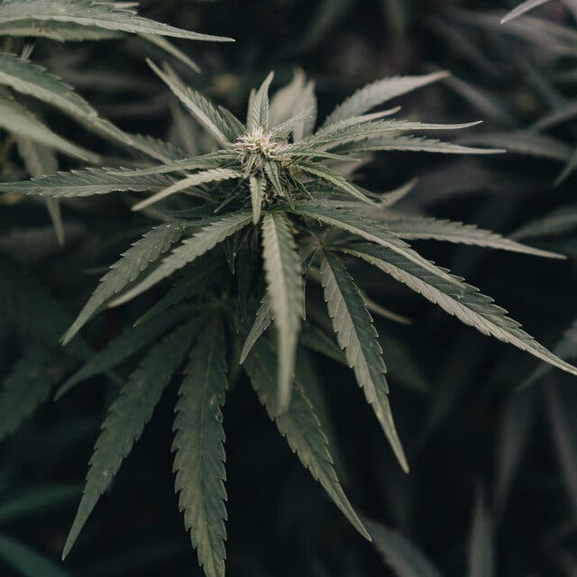 A green marijuana plant.