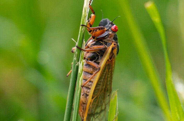 Cicadas are noisy, but harmless, and can be foraged and cooked at any point in their life cycles.