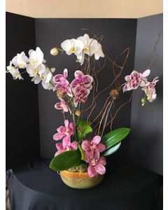 Orchids in a Garden